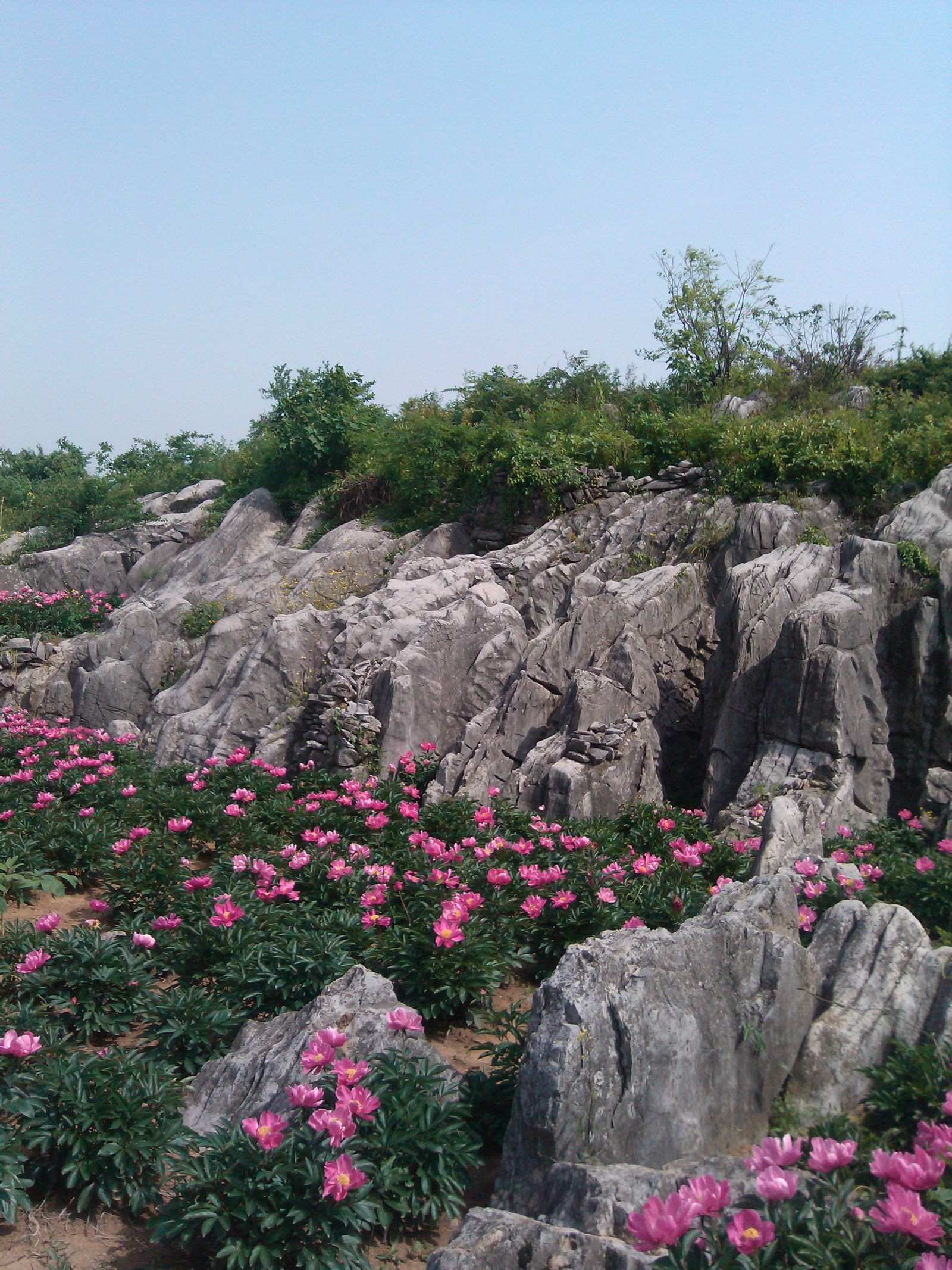 武汉花海石林风景区图片