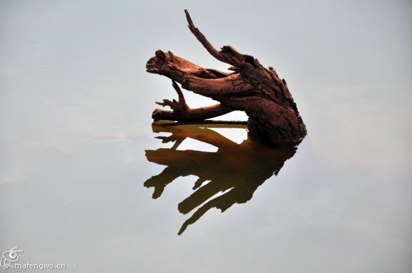 在碰到两条疯狗狂吠后,惊魂未定时拍到的水中枯木成了我最满意的照片