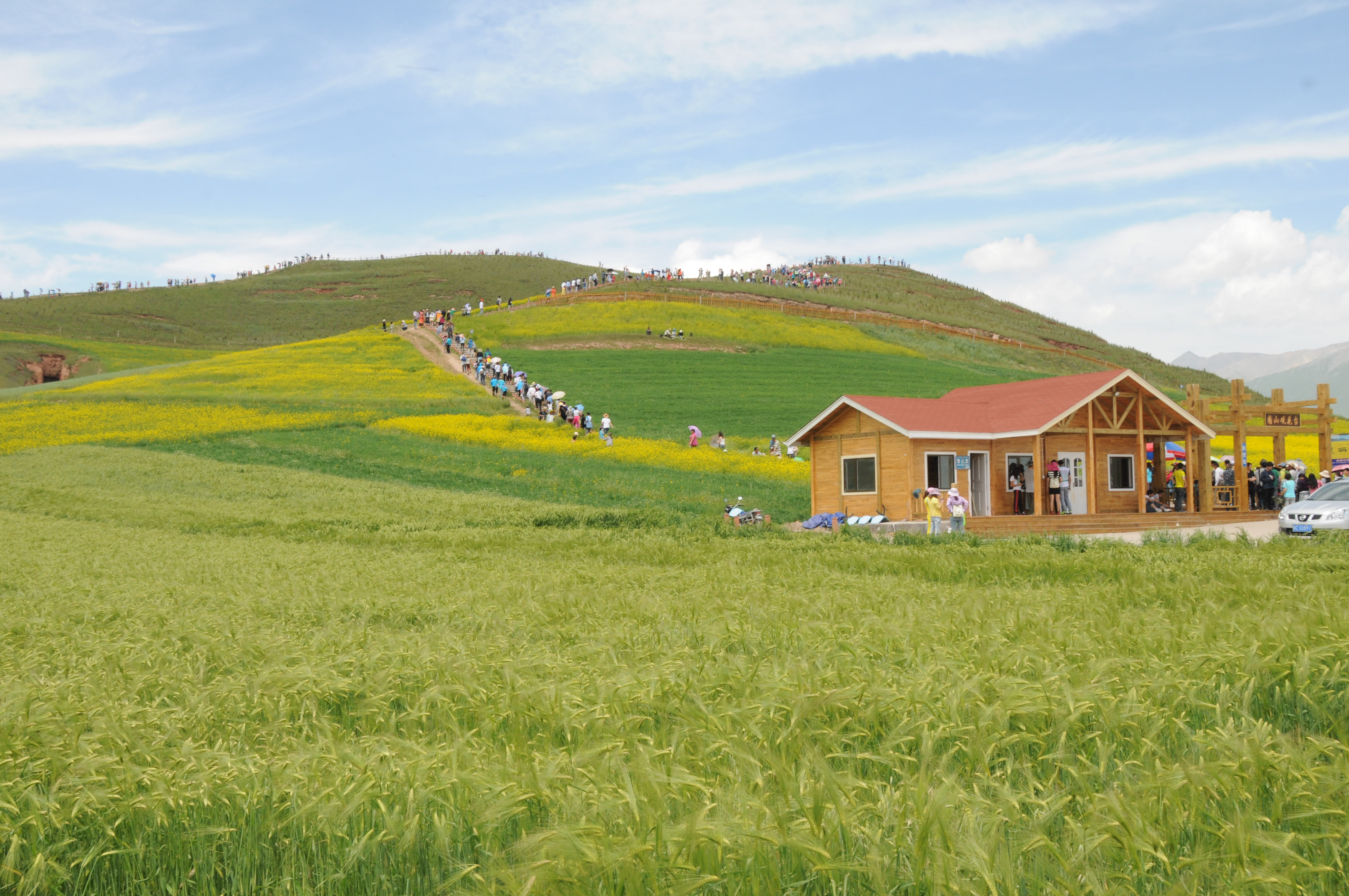 门源门源百里油菜花海好玩吗,门源门源百里油菜花海景点怎么样_点评