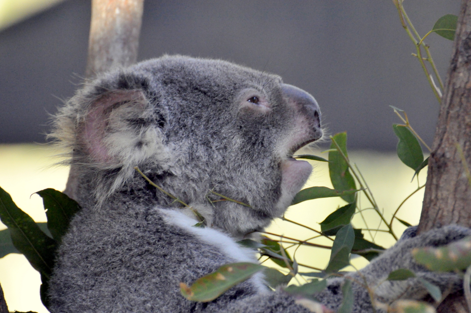 天堂农庄就在环球乐园旁边,终于见到了澳洲的象征树袋熊和袋鼠,还参观