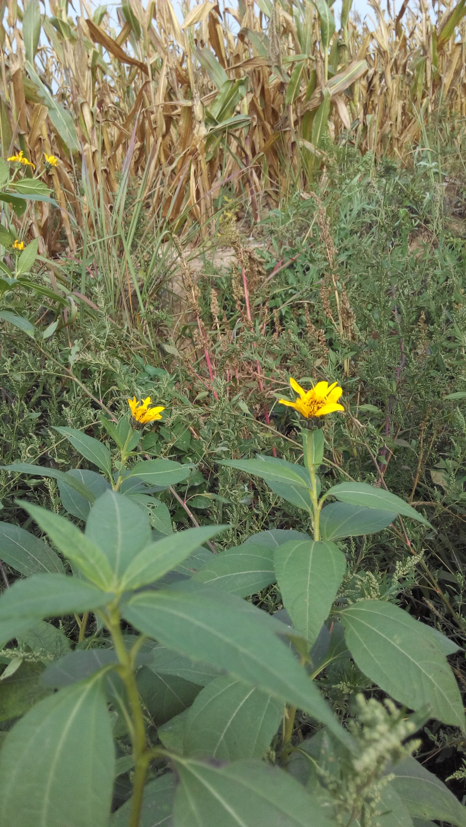 洋姜花