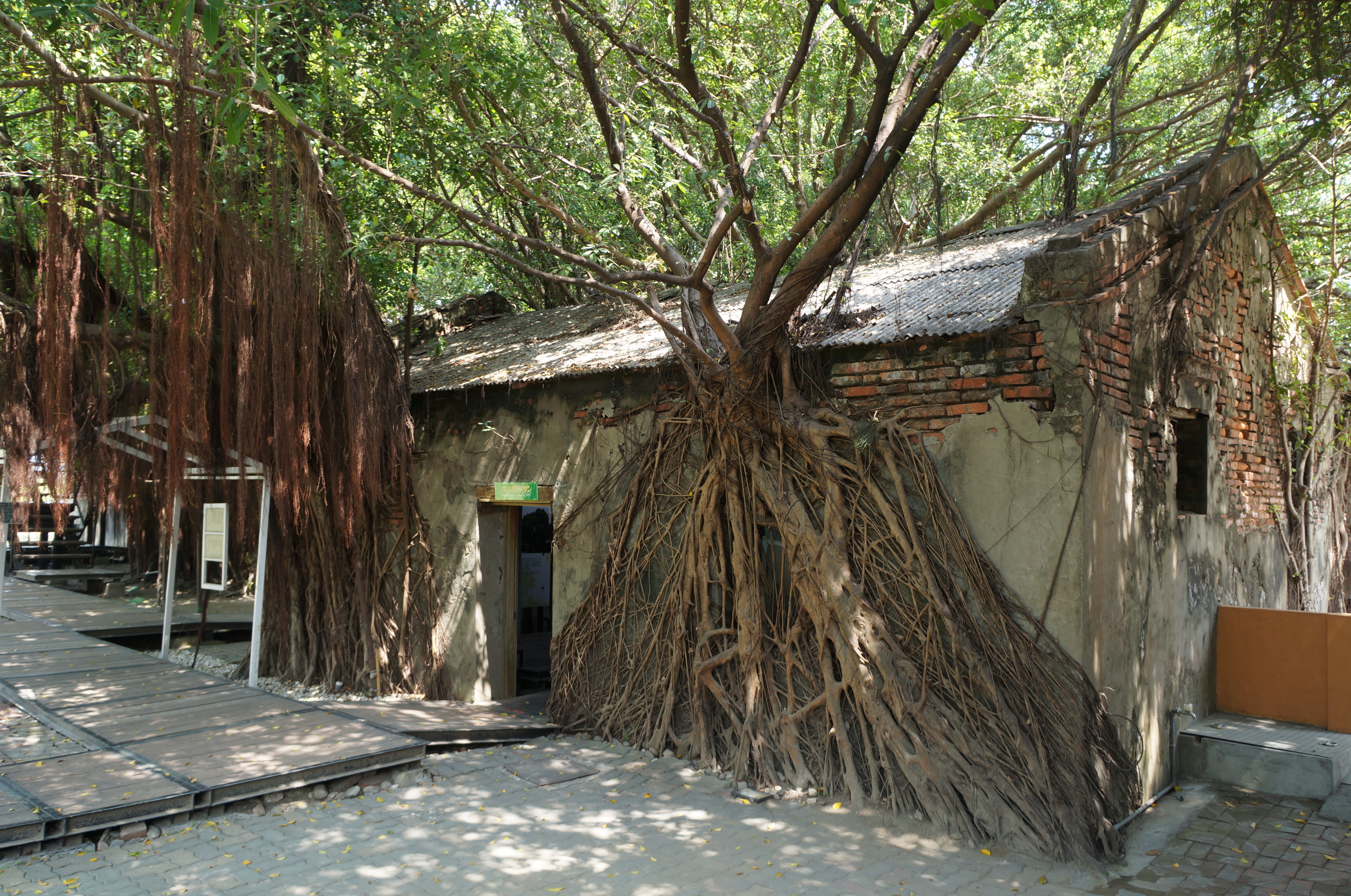 台南安平树屋图片