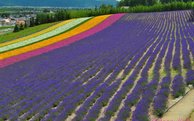 恋恋北海道花田美食全纪录 北海道游记攻略 携程攻略