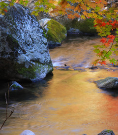 [本溪游记图片] 十月金秋，本溪观枫，不一样的赏枫地方