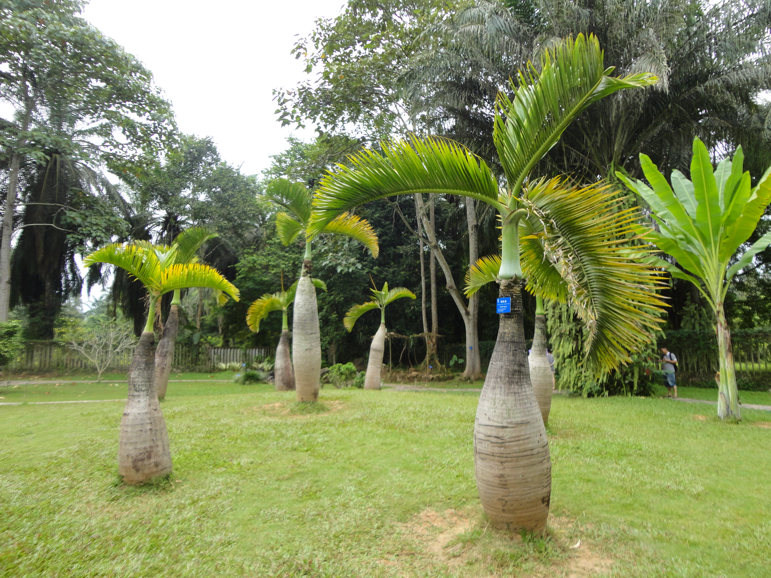 勐仑热带植物园 | 明择旅游，始于1999年，专注旅游品质，高端团队旅游定制专家！