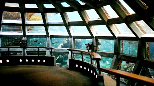 西雅图水族馆