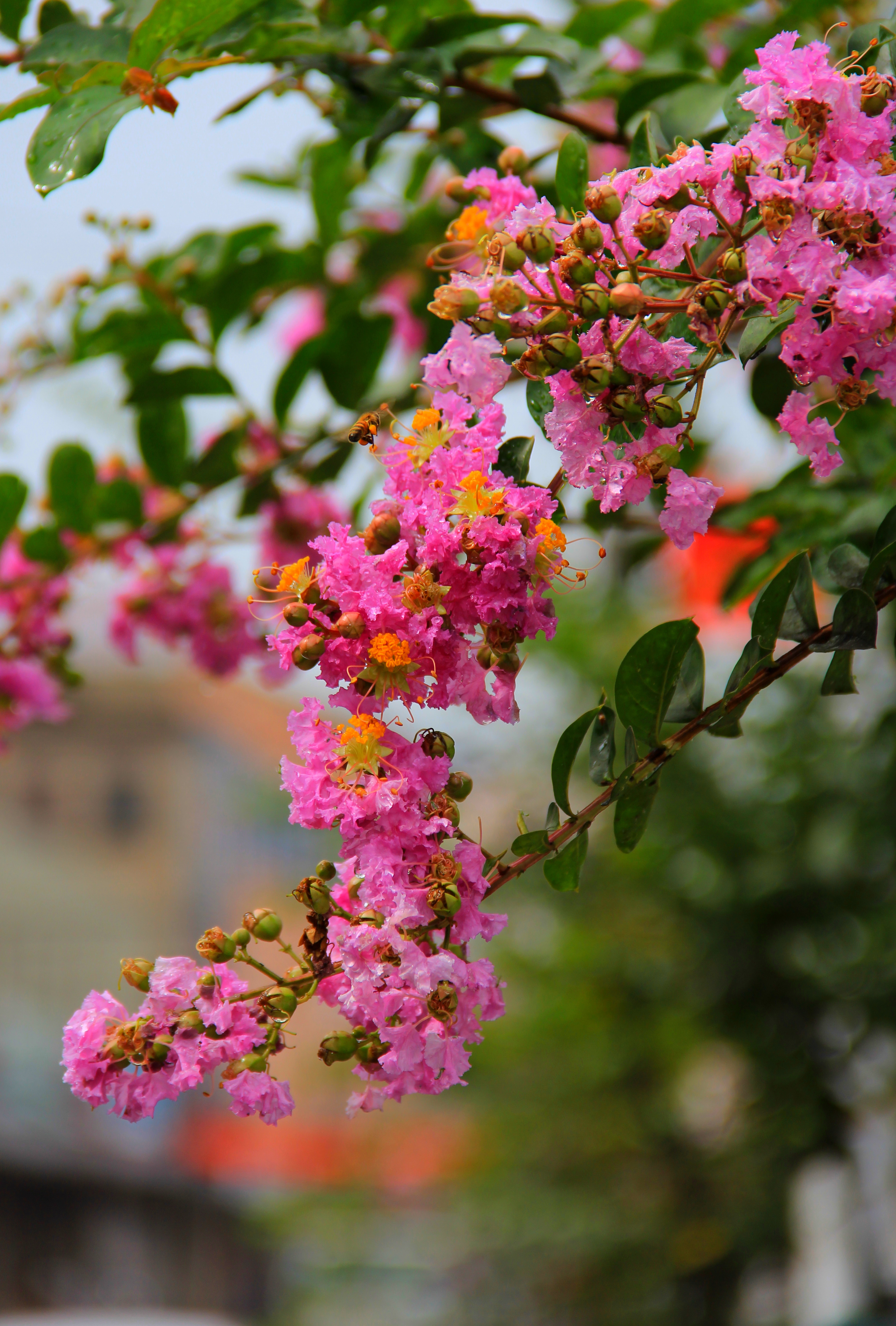 口碑榜 特卖汇 看了这么多漂亮的紫薇,心里长草了吗,速度走进紫薇园吧