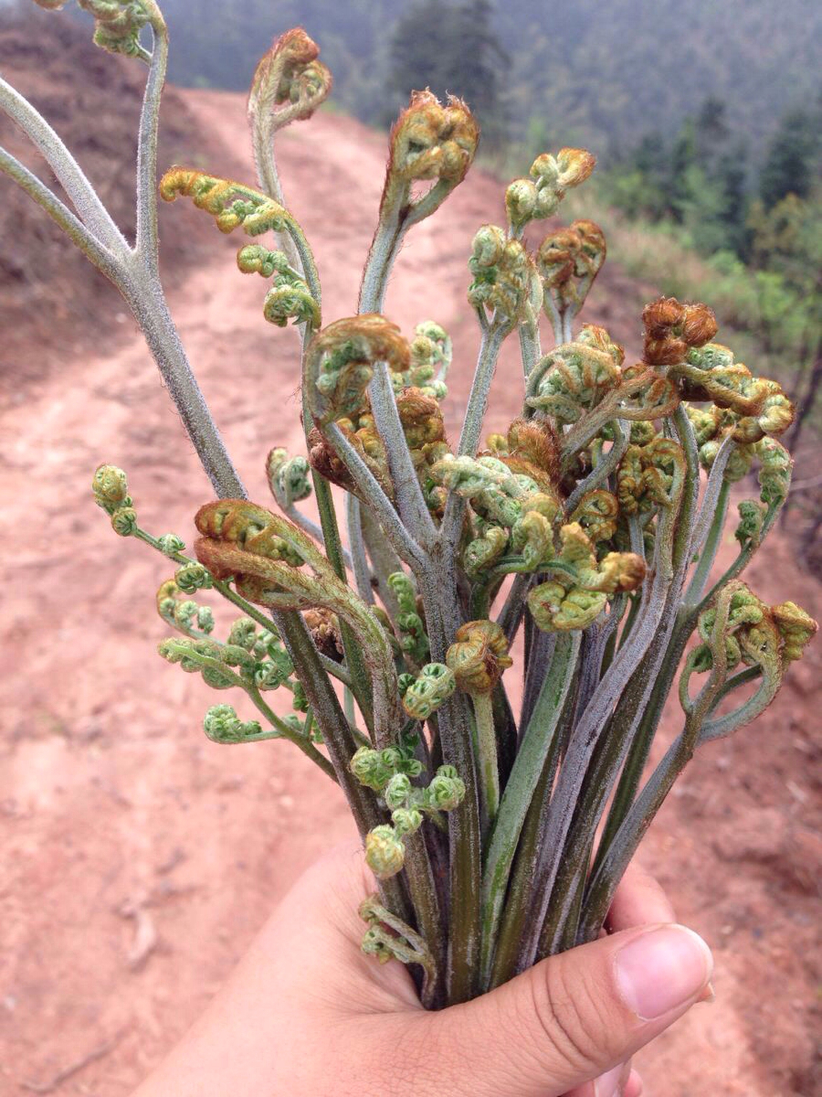 湖南侗族湘西风情游——怀化,凤凰