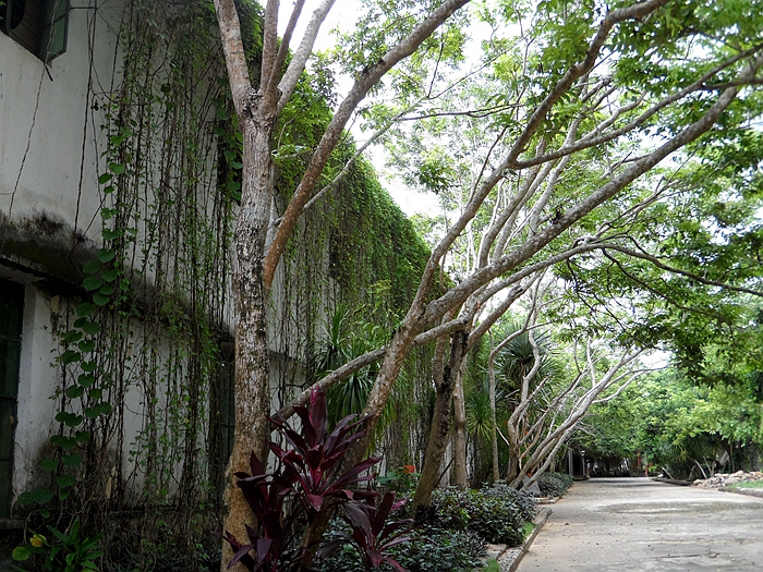 这是黄花黎树很