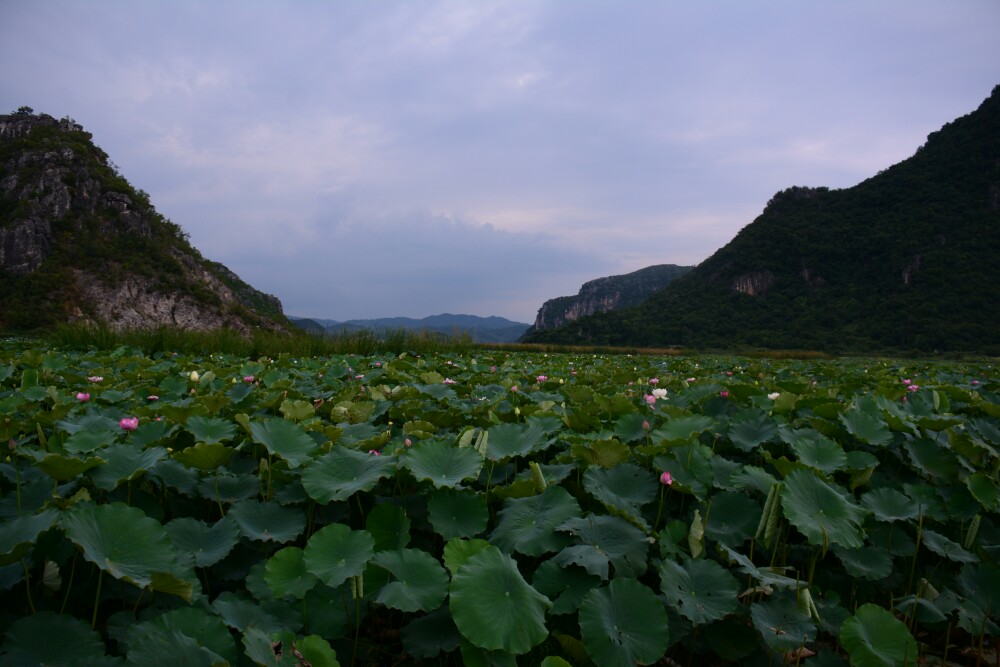 普者黑旅遊景點攻略圖