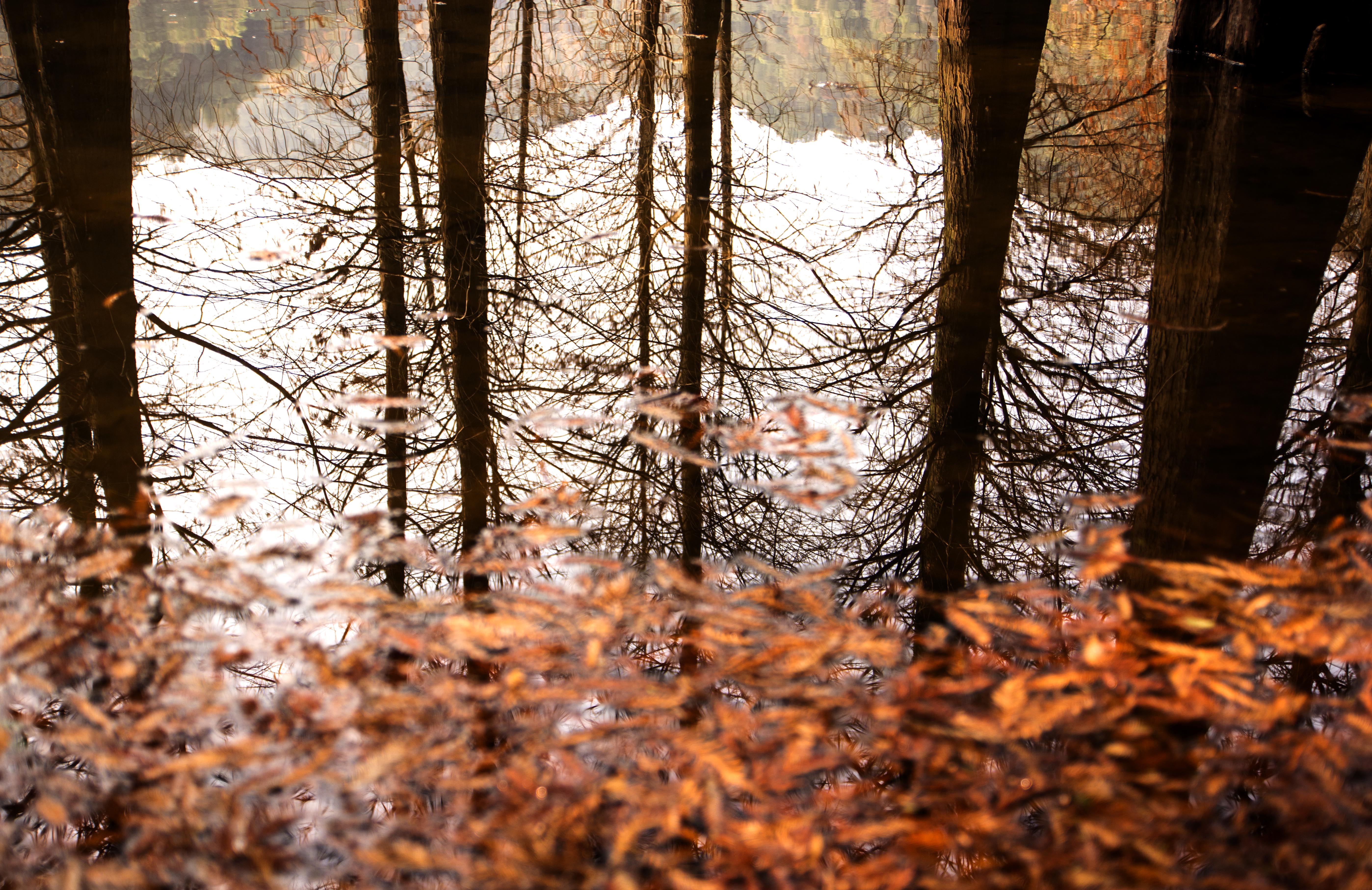 水杉冬韵之一——记梅州泮坑