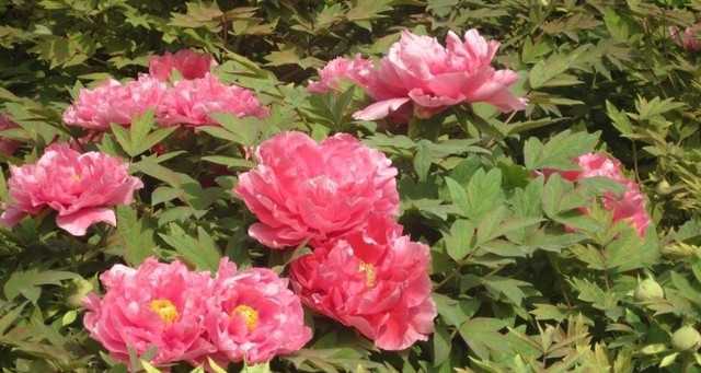 牡丹的花期是多久 2a1894de448d4d9aa9797bdd36d61c56_R_640_10000_Q90.jpg?proc=autoorient