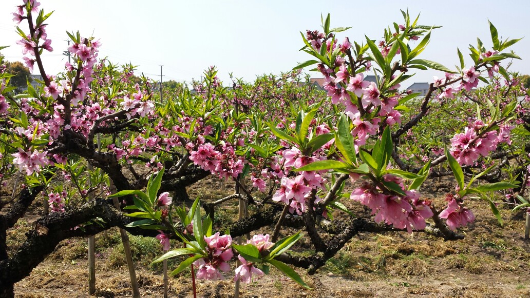 随手拍!上海南汇大团桃园