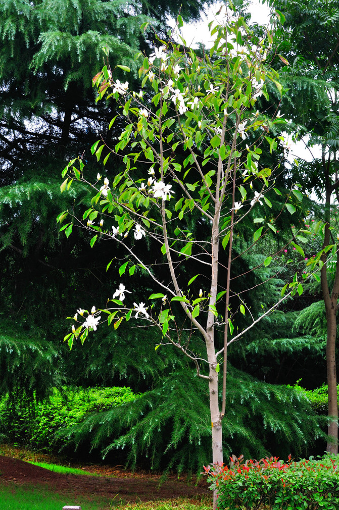 夏末秋初尽管一颗白玉兰树开花了