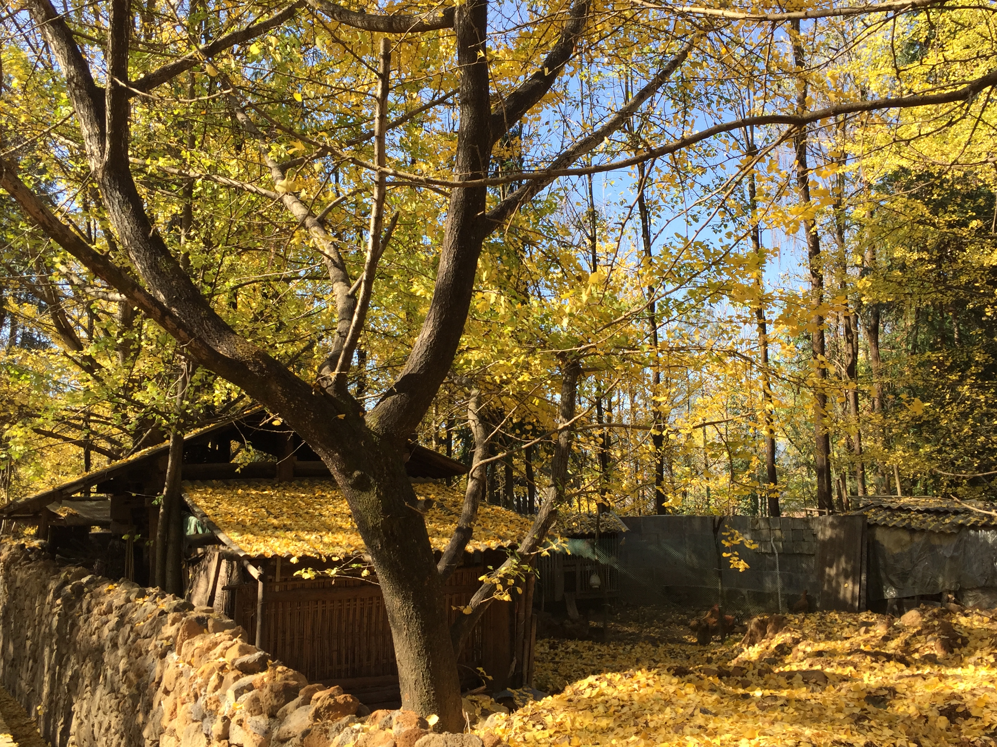 【携程攻略】云南保山腾冲银杏村好玩吗,云南银杏村景点怎麼样_点评