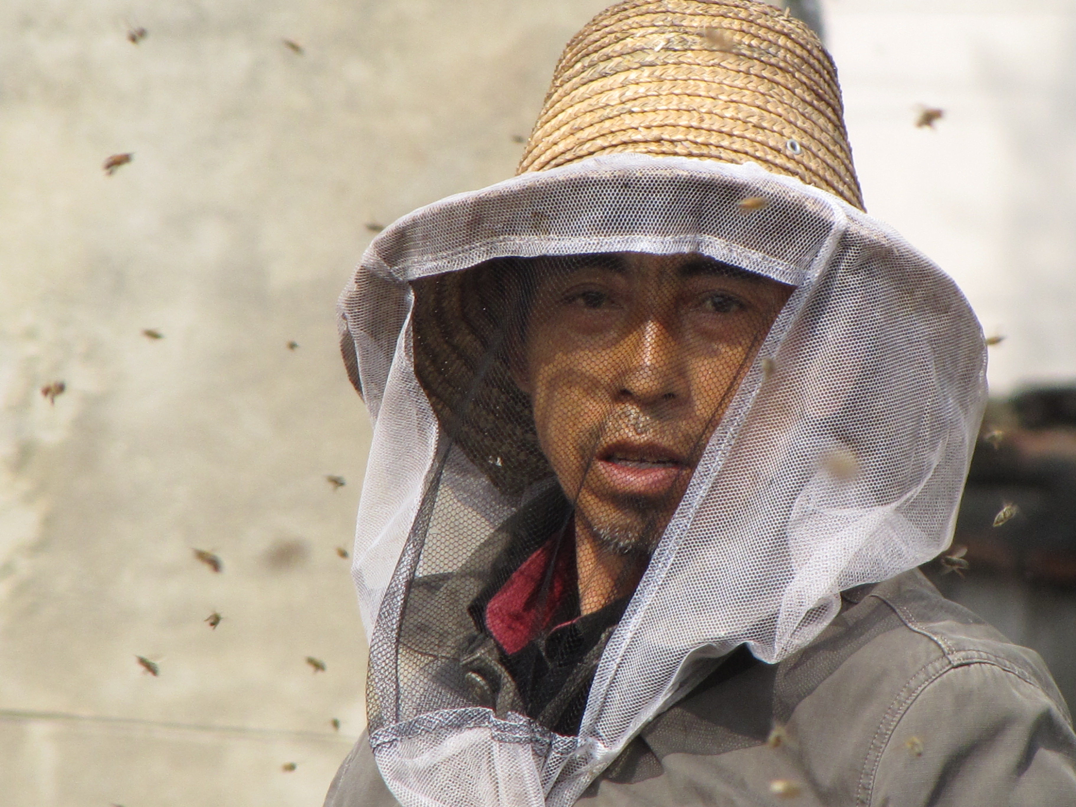汉中油菜花海洋里的养蜂人
