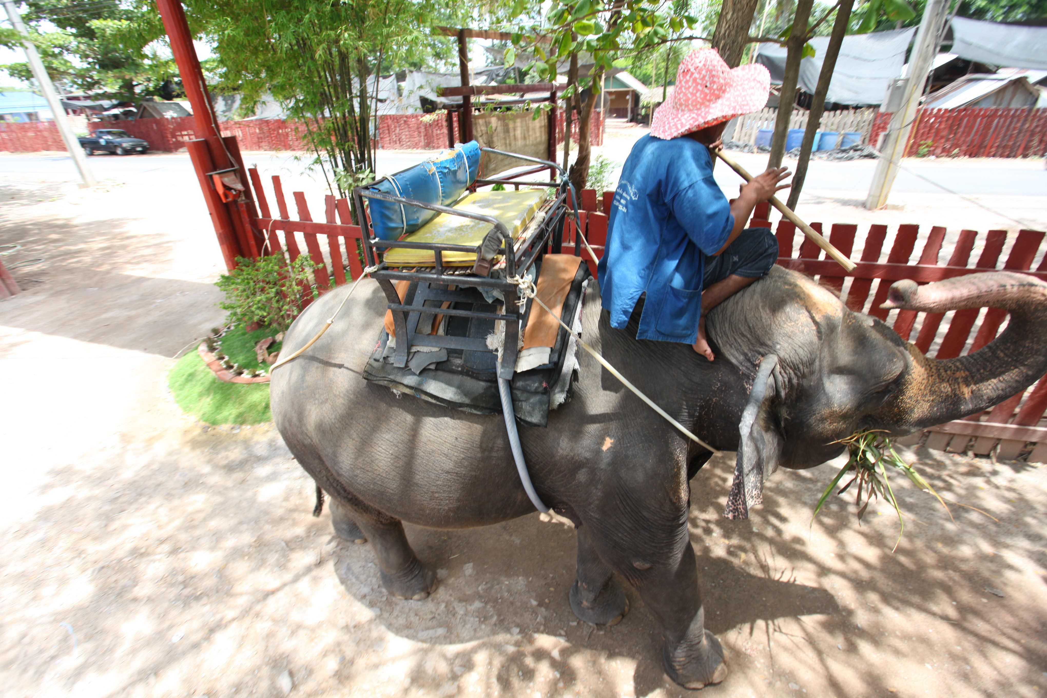 9招读懂大象的小动作，在泰国就能更好地与大象玩耍啦