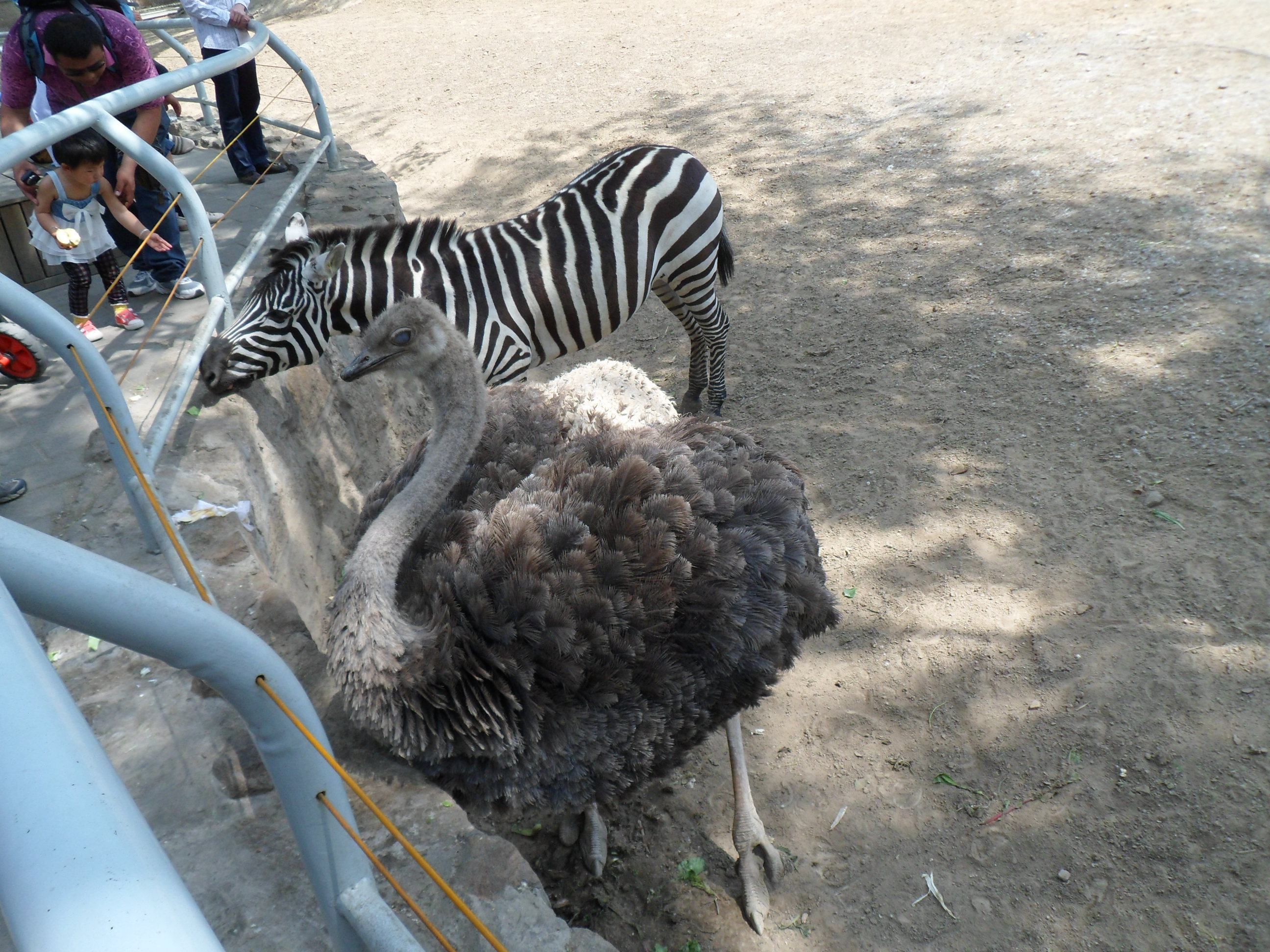 北京動物園,歡樂一天遊!