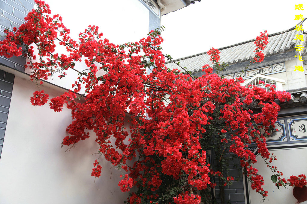 吉祥喜庆的红色的三角梅