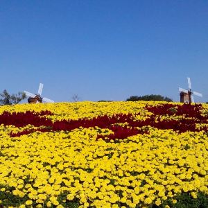 2019北京國際鮮花港_旅遊攻略_門票_地址_遊記點評,順義旅遊景點推薦