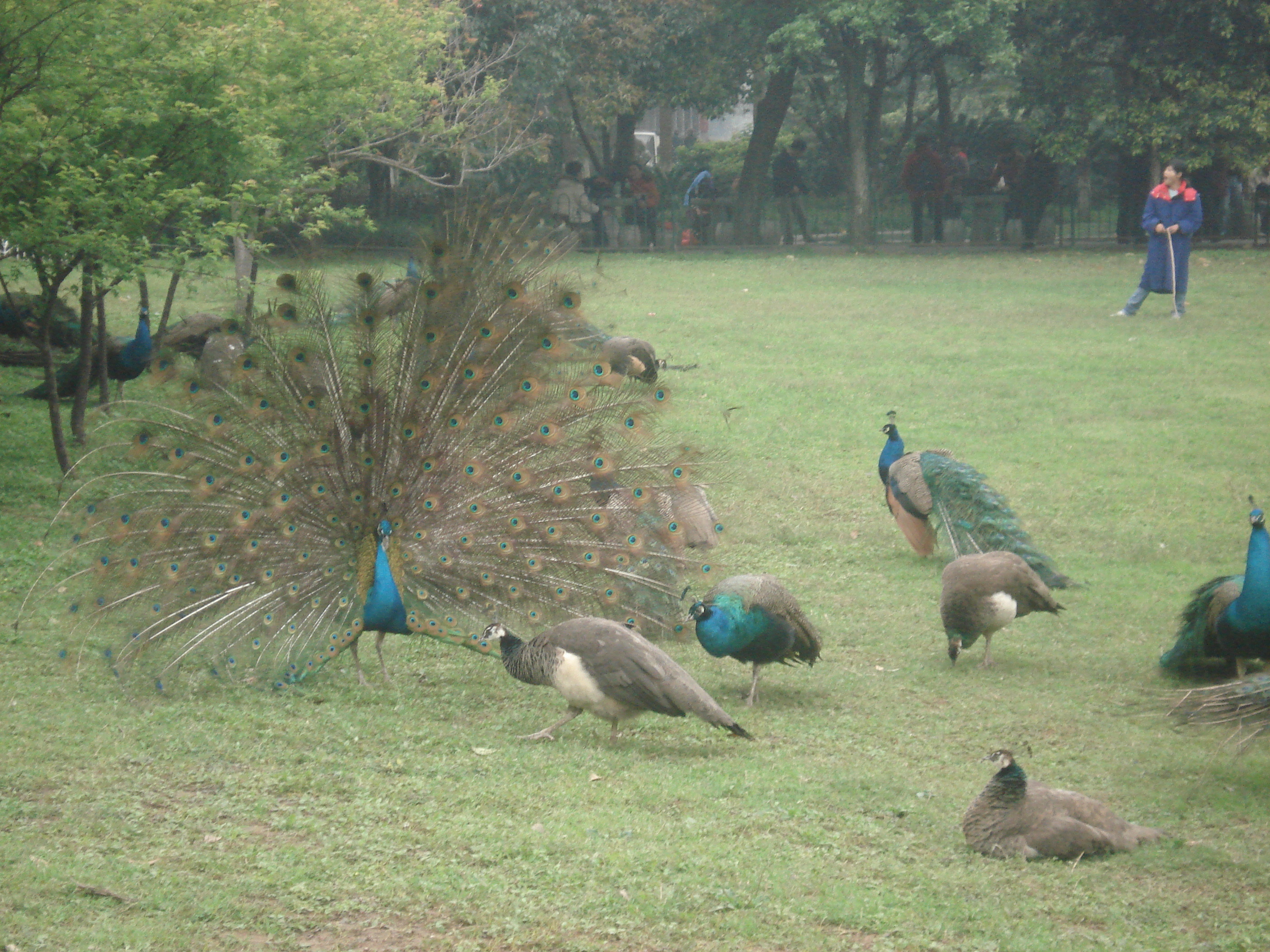 七星景区因为在市中心是市民休闲的地方,时间关系在公园里只是走马观