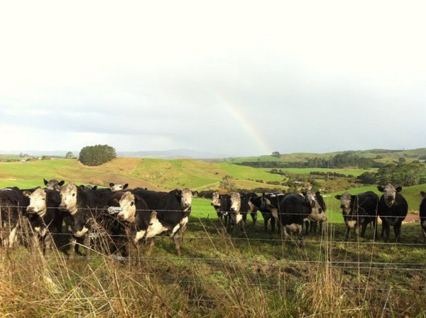 边做义工边旅行の新西兰环保义工体验报告