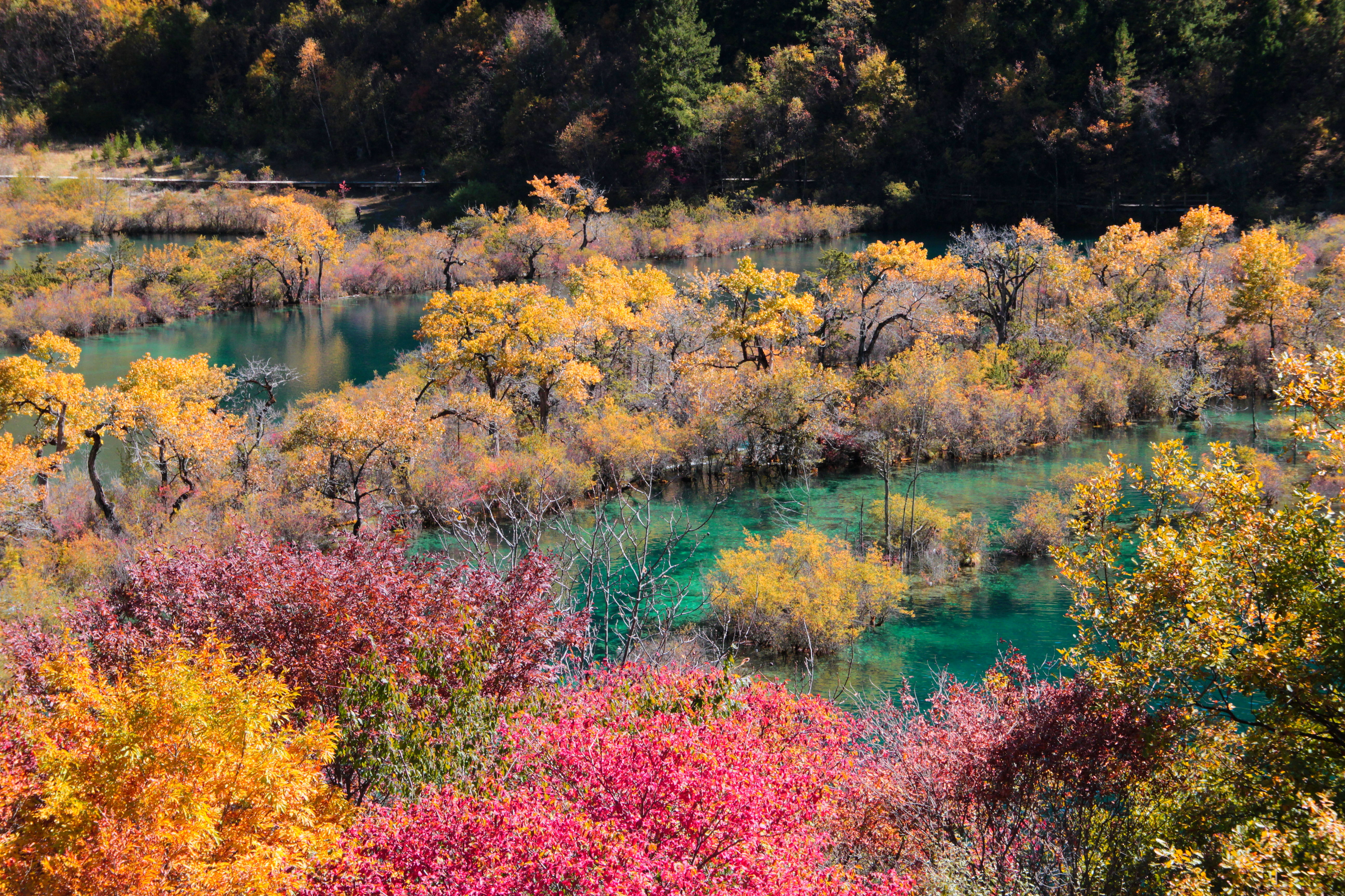 2019树正群海_旅游攻略_门票_地址_游记点评,九寨沟旅游景点推荐 - 去