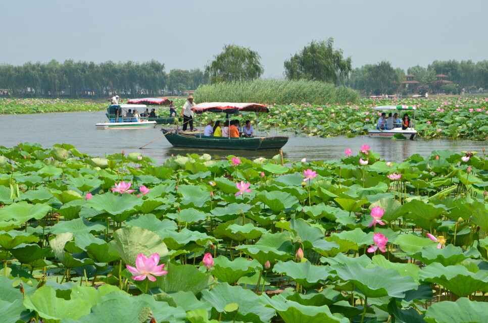 洪泽湖荷花大观园图片