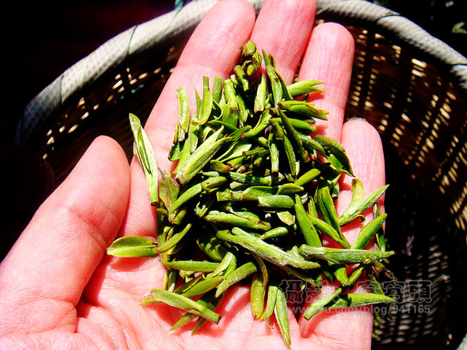 窝窝在宜兴--茶山漫步