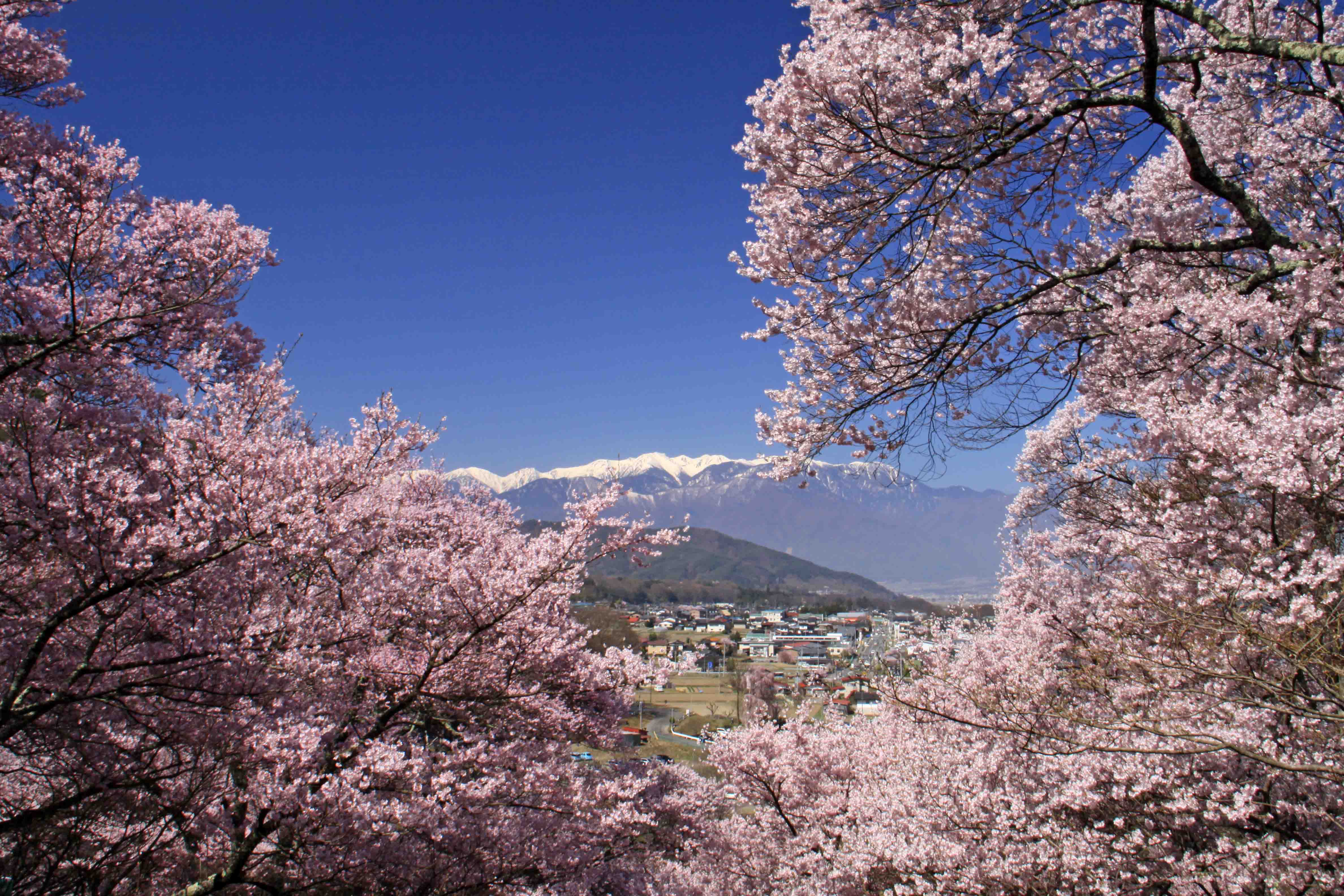 日本關西城市浪漫櫻花之旅