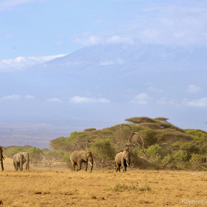 乞力马扎罗山国家公园游记图文-爱上肯尼亚！肯尼亚、迪拜12日游记：（一）出发、经停阿联酋阿布扎比机场、乞力马扎罗山下的安布塞利草原