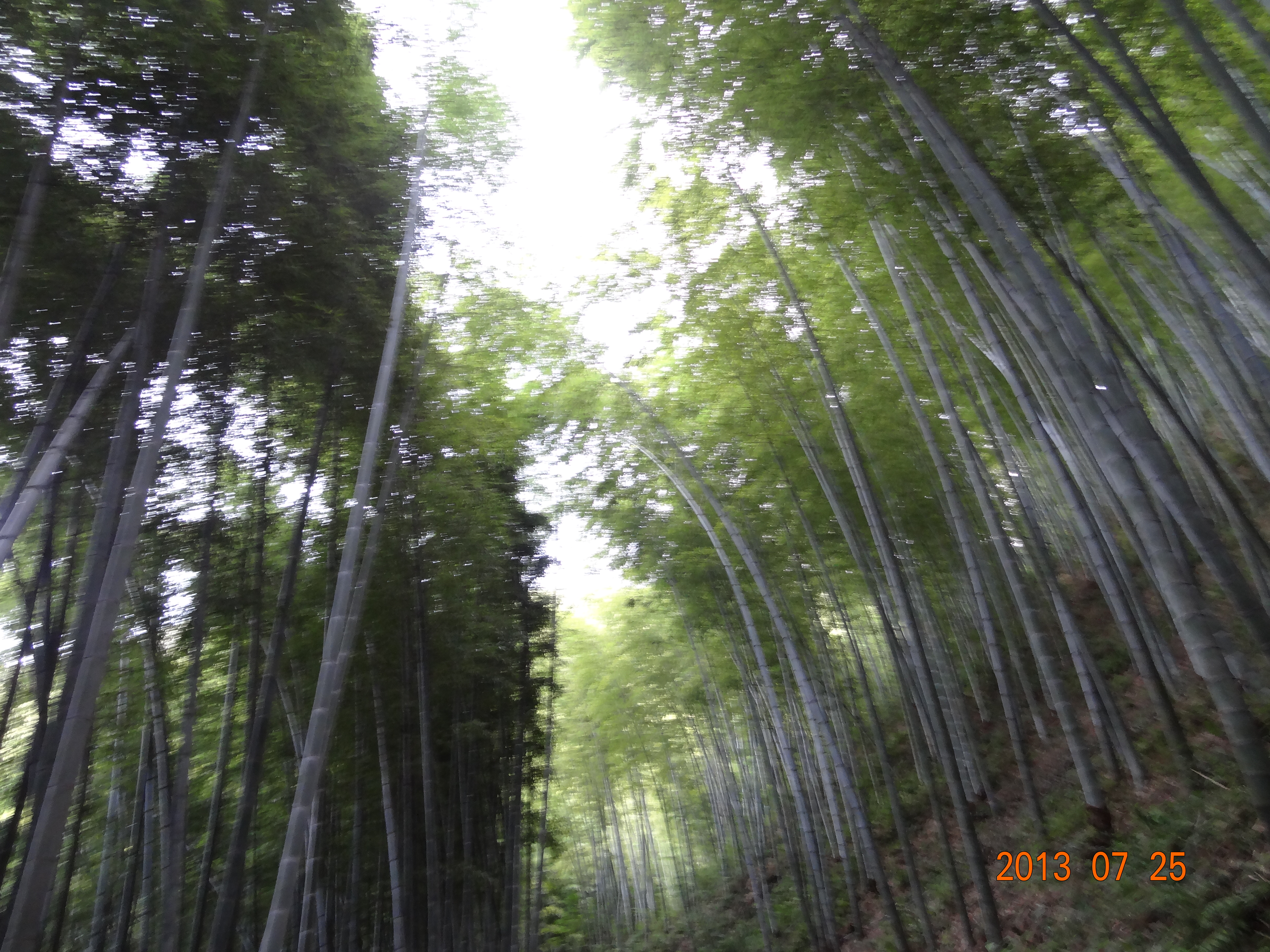 木坑竹海