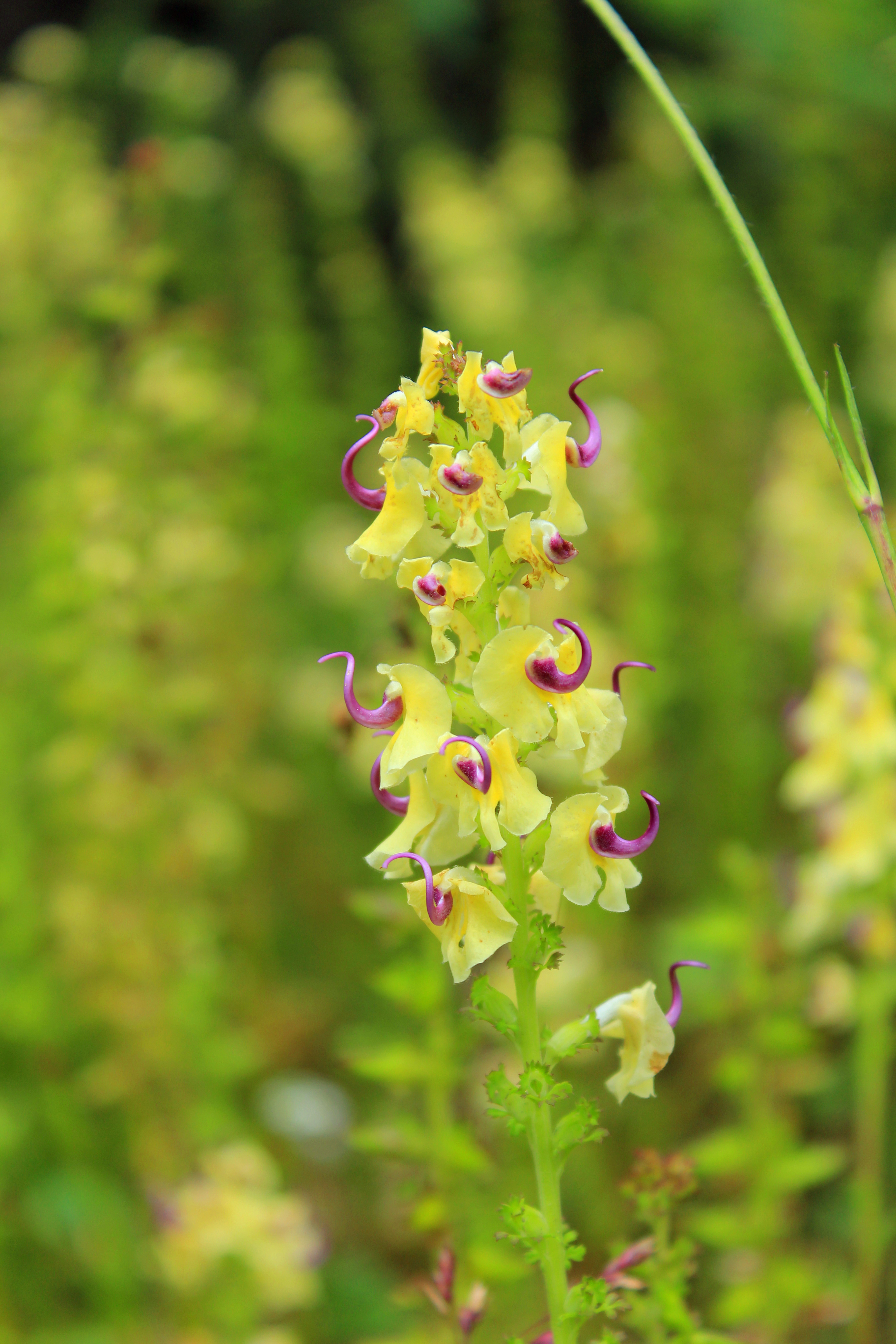 我在阿坝,花儿开