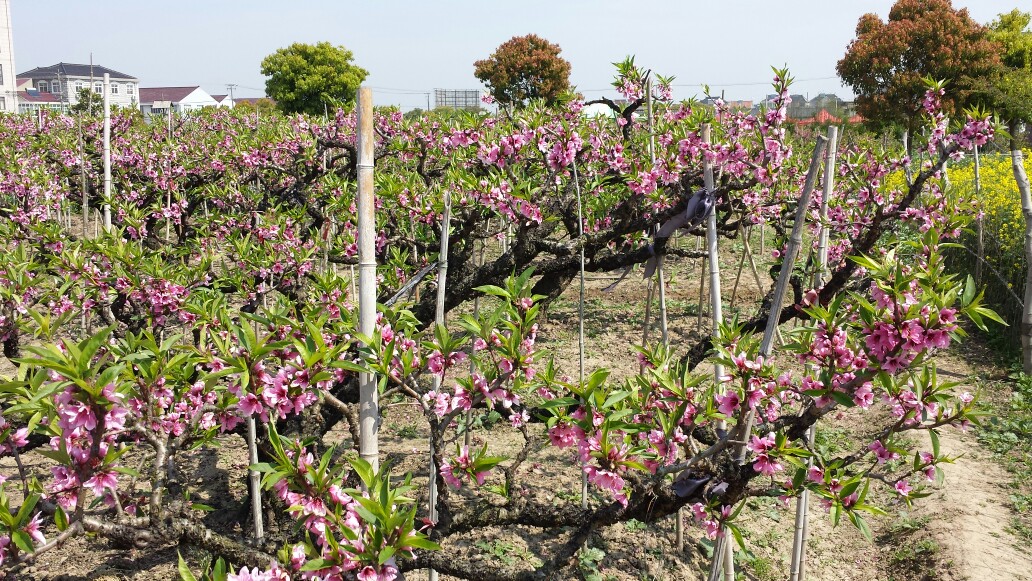随手拍!上海南汇大团桃园