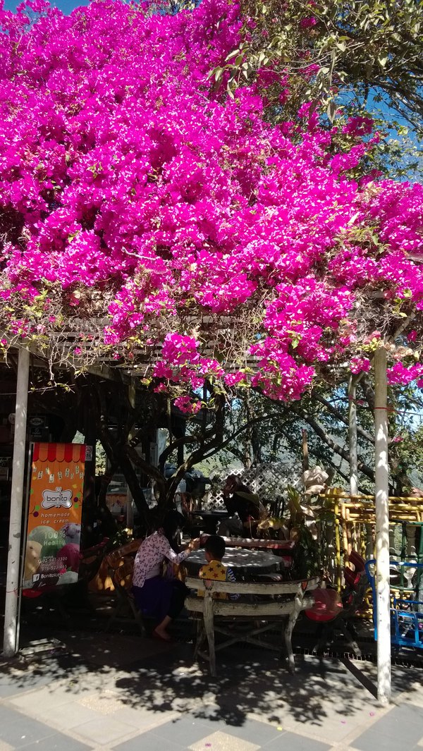 快乐自驾东南亚(三)泰北玫瑰--清迈