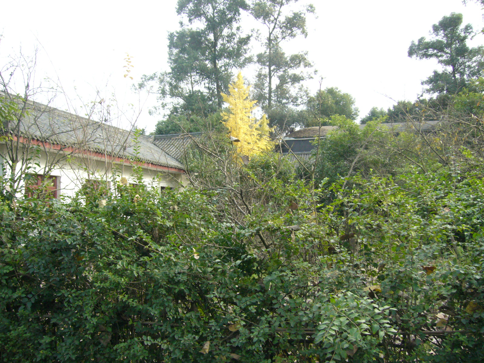 三聖花鄉,紅砂村--成都幸福梅林,花鄉農居快遊