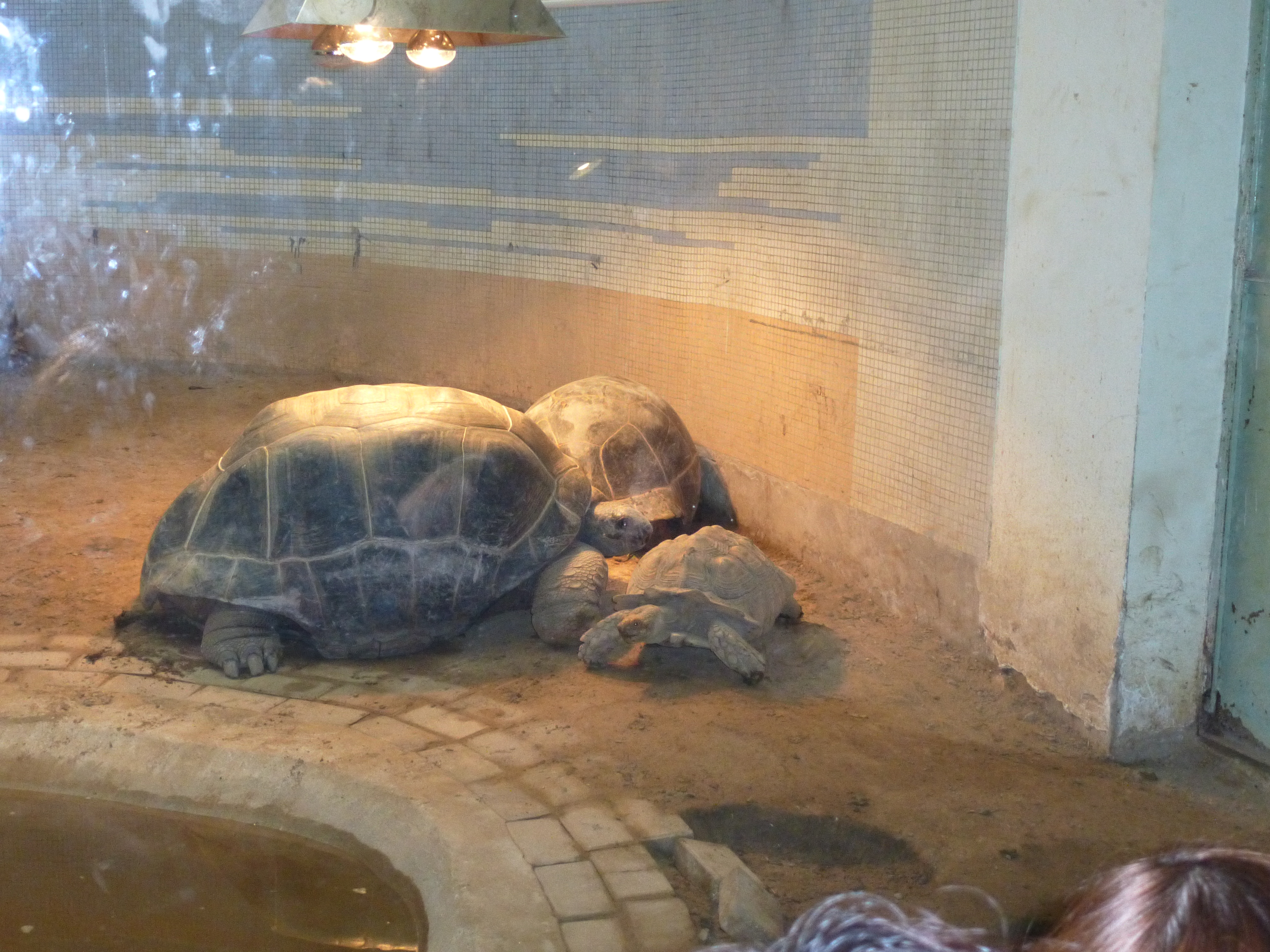 【攜程攻略】北京北京動物園適合家庭親子旅遊嗎,北京動物園家庭親子