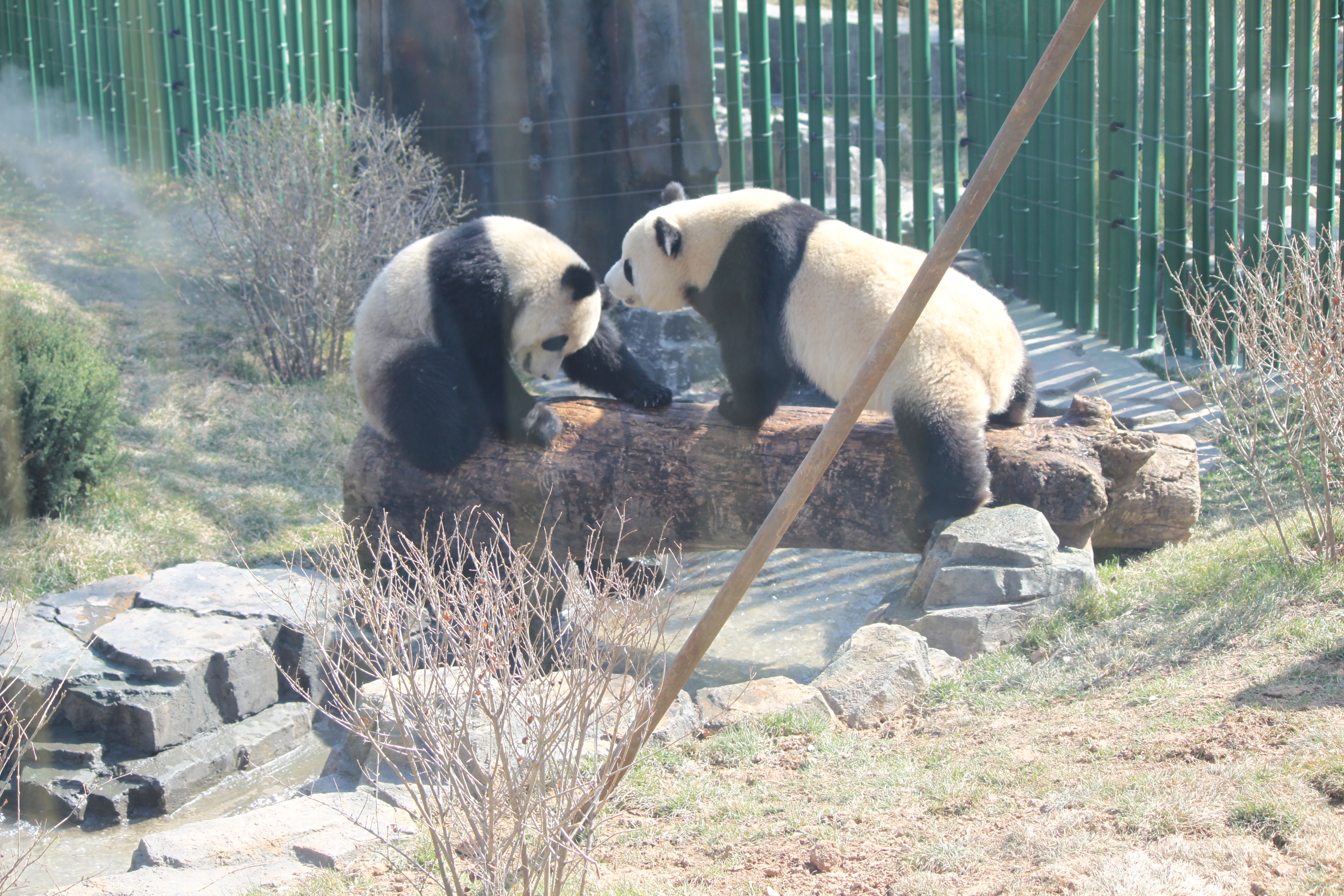 武林萌主大熊猫【取景于大连森林动物园熊猫馆】