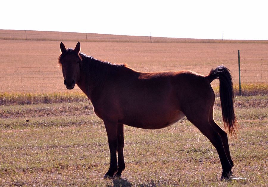 呼伦贝尔深秋——一生的思念