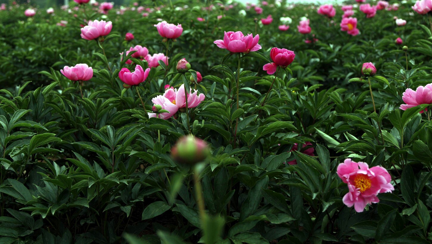德阳中江芍药花游记