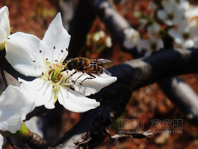 窝窝在宜兴--茶山漫步