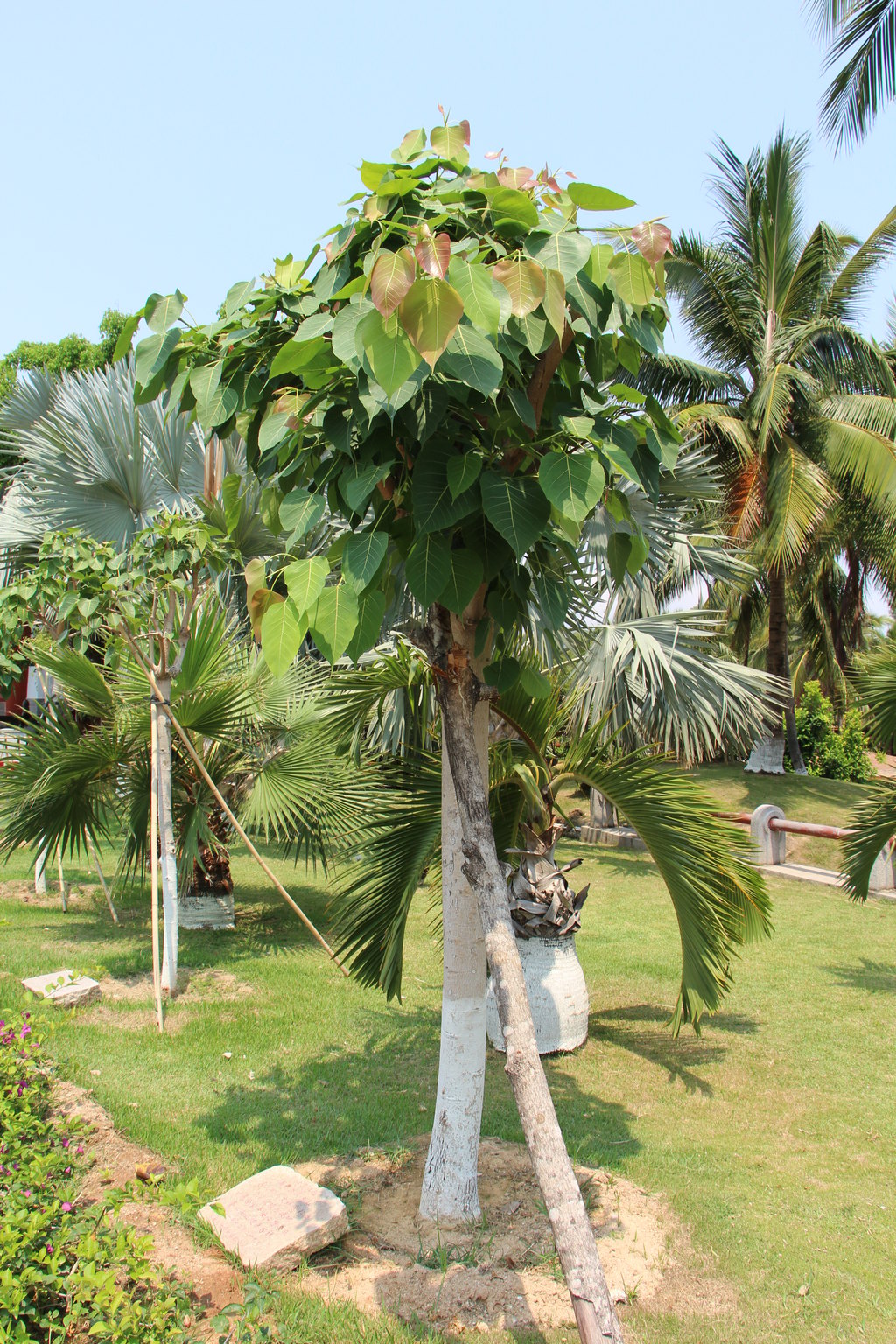 南山寺门前刚栽下的菩提树,还长著嫩叶.