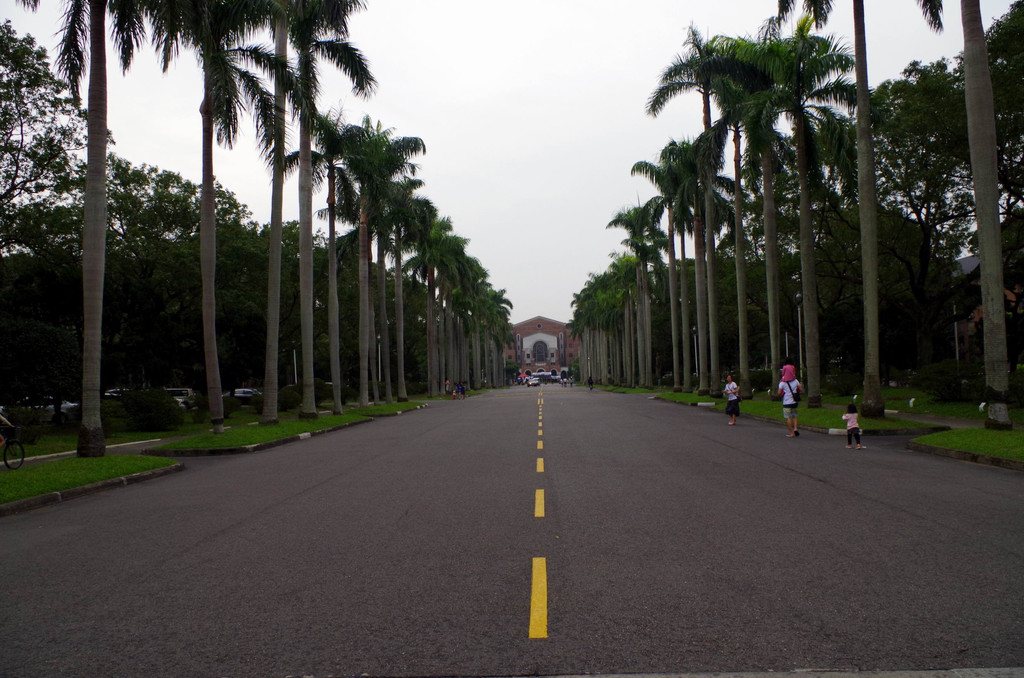 台湾大学的椰林大道.