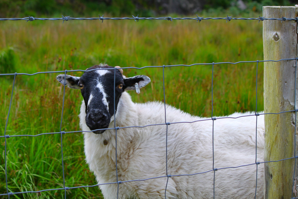 黑脸羊是我们的老朋友 say hello