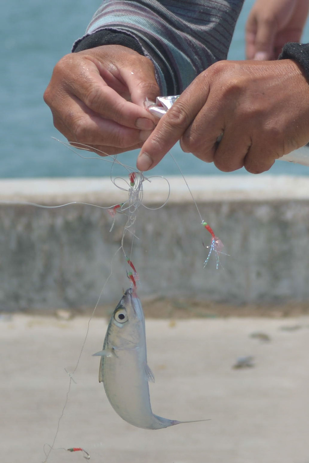 枸杞島碼頭邊有大叔在釣魚喲,這樣的魚一會一條,一會兒一條.