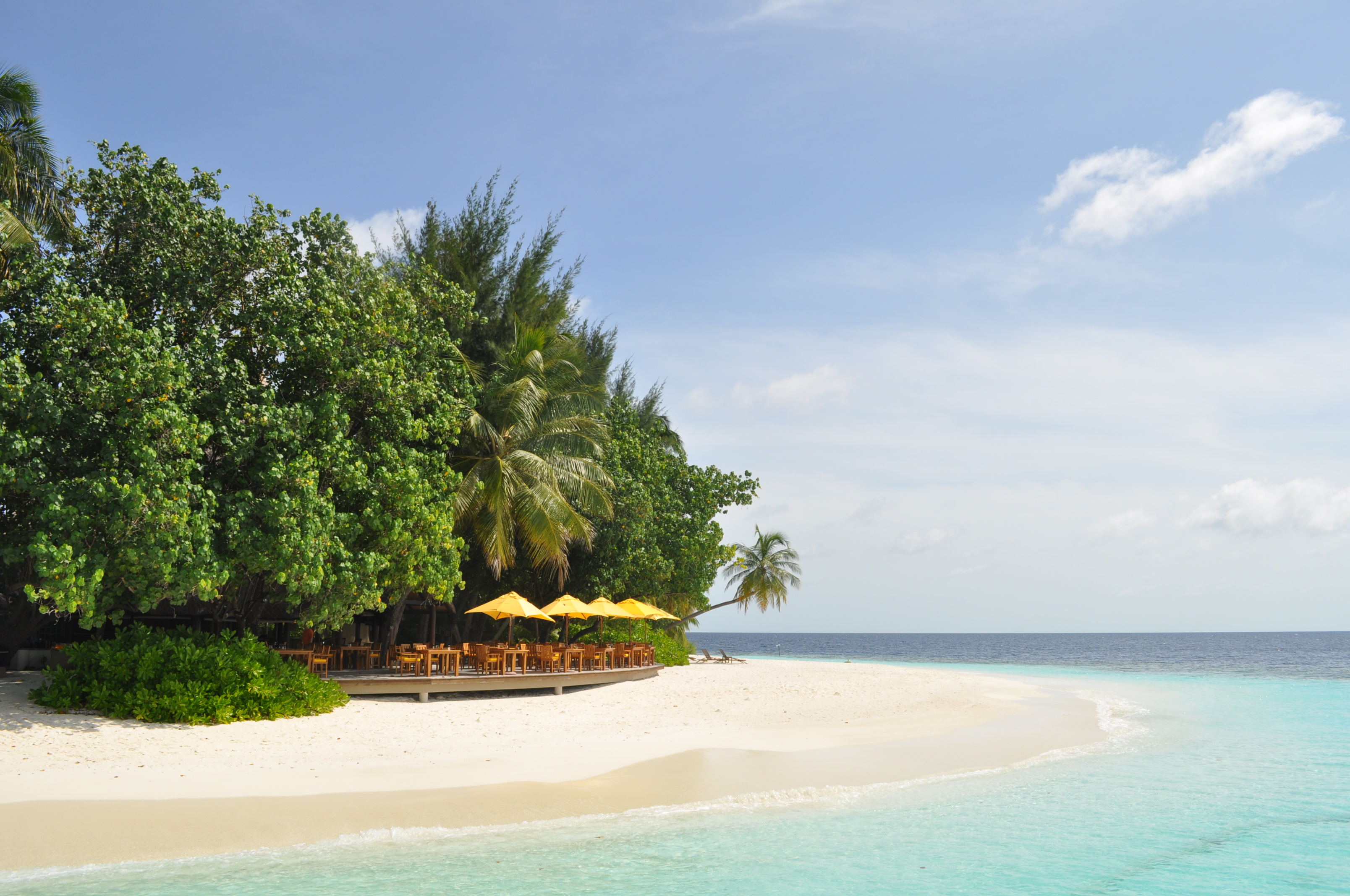 ȥС֮ǰ : banyan tree