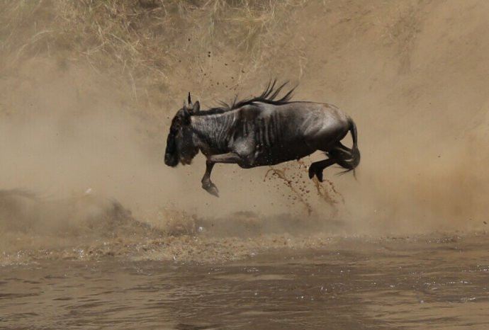 俯冲而下,一跃而起,绝尘而去.