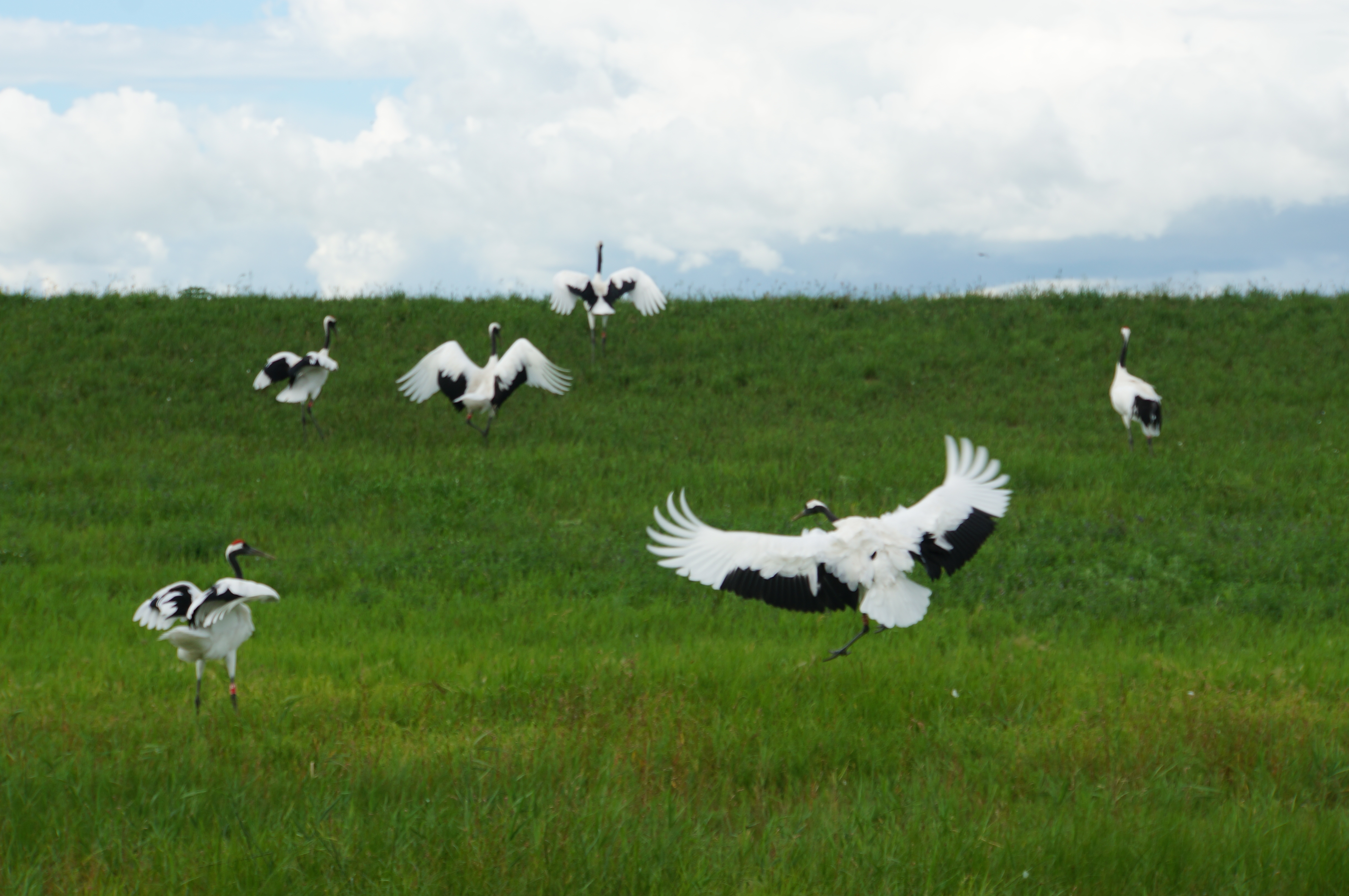 扎龙自然保护区
