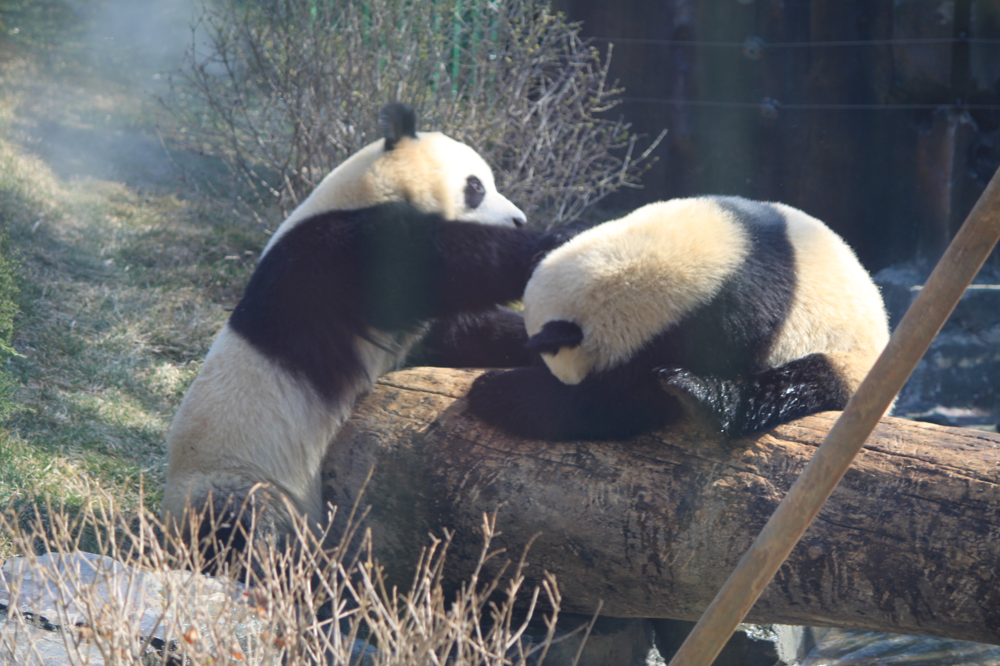 武林萌主大熊猫【取景于大连森林动物园熊猫馆】