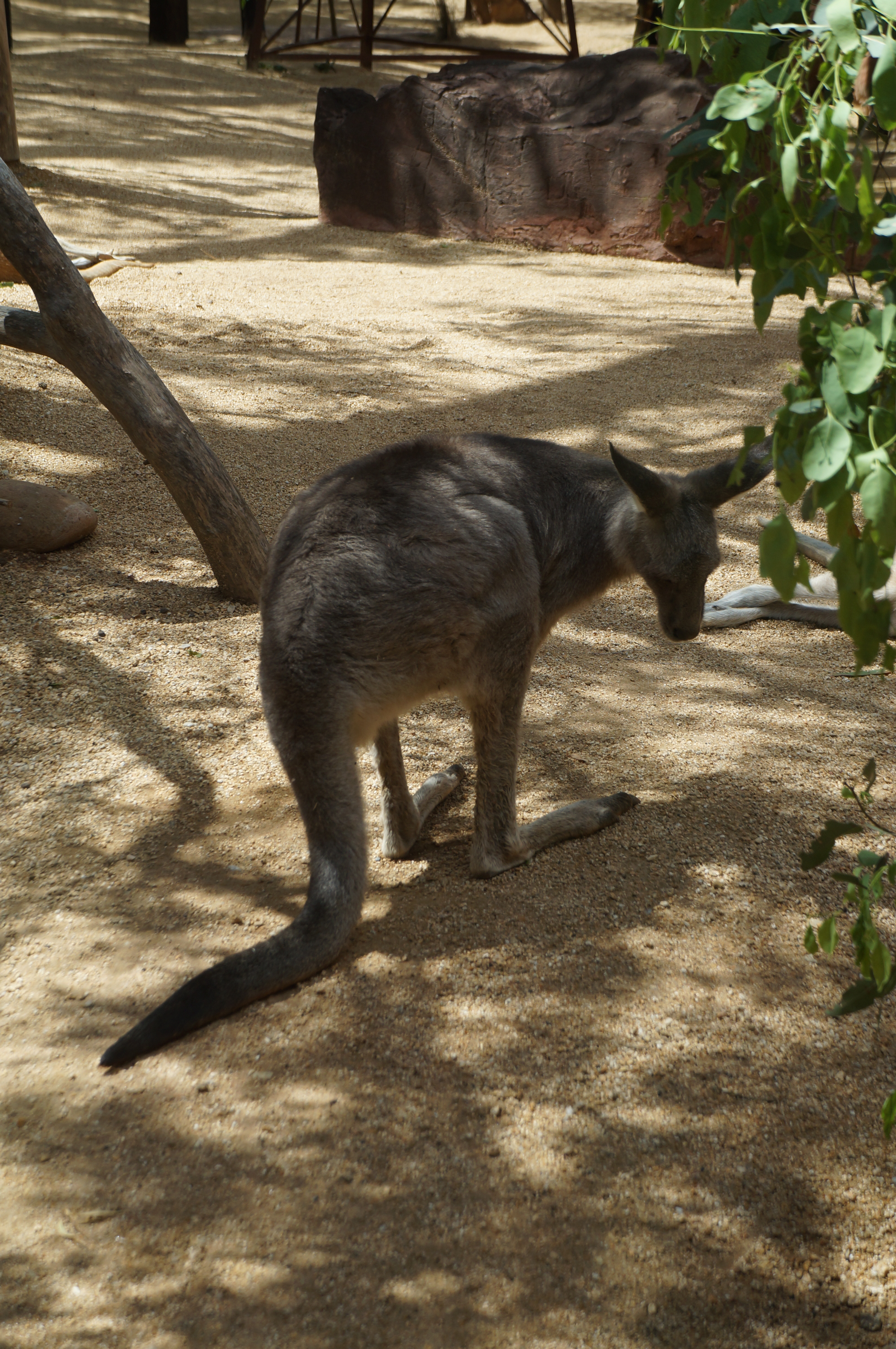 悉尼野生动物园